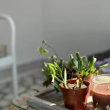 公寓 The Lassis 15 House