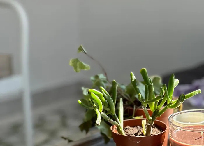 Apartmán The Lassis 15 House